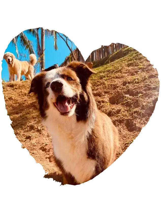 Cães hospedados na Dogs 4ever, foto em recorte de coração