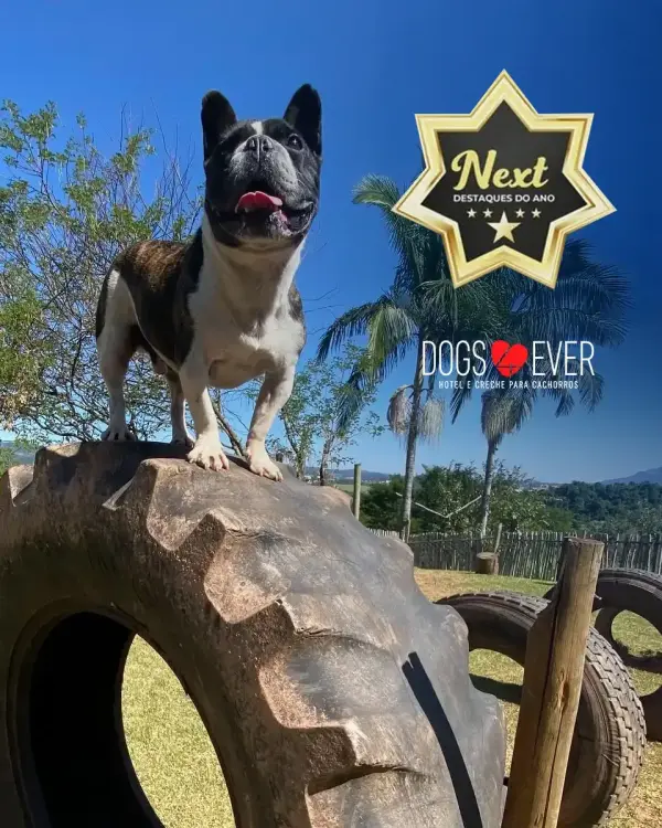 Troféu de premiação Melhor Hotel e Creche de 2023 da Dogs 4ever
